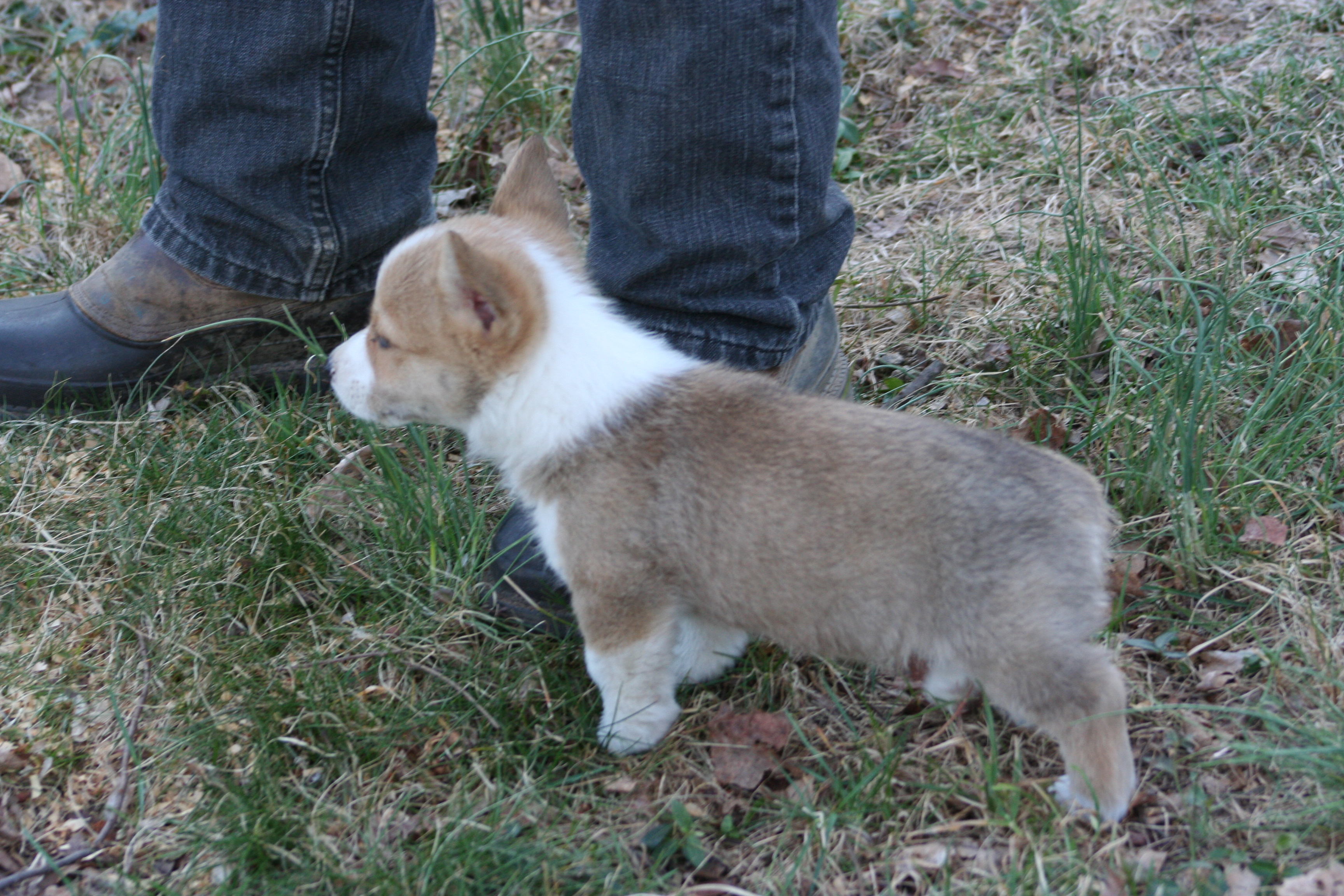 webassets/beckyspups7weeks095.JPG